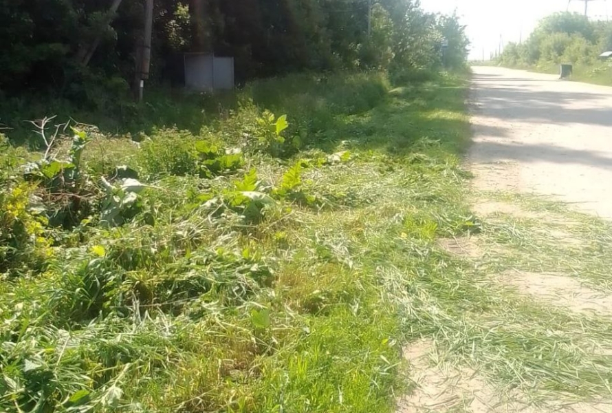 Летний окос.