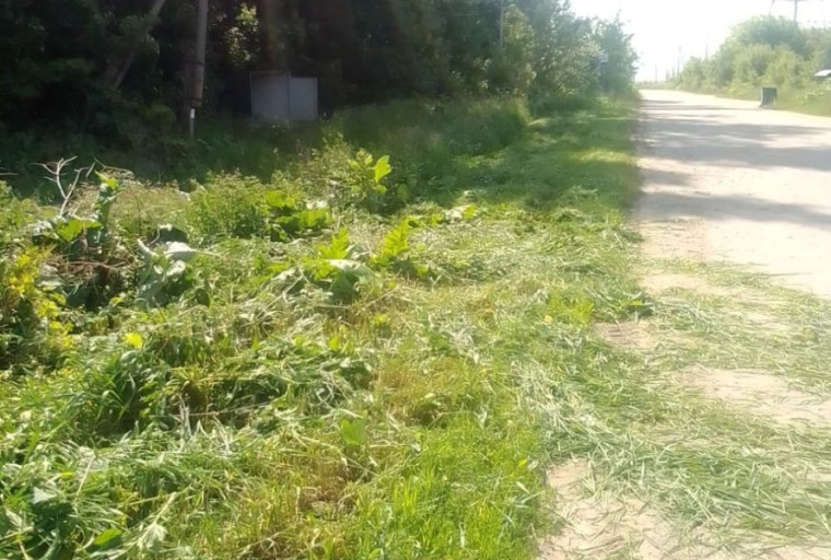 Летний окос. Летний окос.